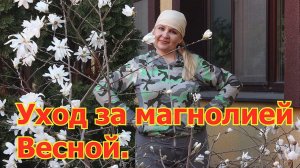 Магнолия весной.Суланжа альба суперба - цветение в средней полосе