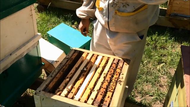 Карпатка. Переселяю в лежак. Разгоняю отводок вощиной/сушью пока есть взяток с акации смотреть онлайн