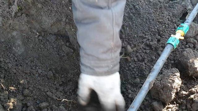 Выкопка Павловнии на саженцы и корешки. смотреть онлайн