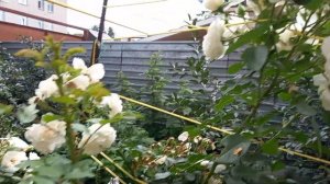 Роза плетистая Айсберг