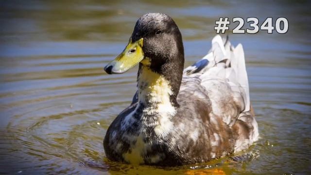 #2340. Утки (В мире животных) смотреть онлайн
