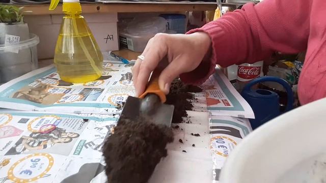 Рассада в самокрутках - СРОЧНО добавляем землю,для питания наших всходов!!! смотреть онлайн