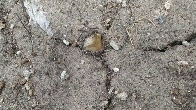 Как всходит чеснок РОКОМБОЛЬ. How Rocombole garlic sprouts смотреть онлайн