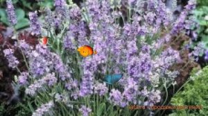 Лаванда обыкновенная Скай ? обыкновенная лаванда Скай обзор: как сажать, семена лаванды Скай