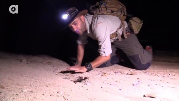 Клыки гигантского тарантула Поймали тарантула в пустыне Brave Wilderness на русском