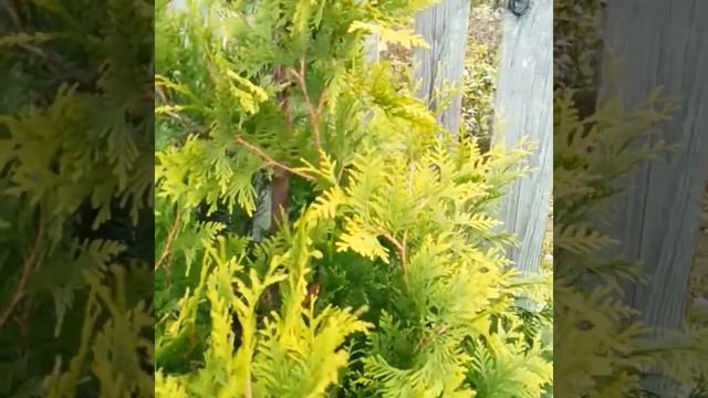 ОБЯЗАТЕЛЬНО ПОСАДИТЕ ЭТИ ТУИ НА ДАЧЕ / НЕПРИХОТЛИВЫЕ И КРАСИВЫЕ смотреть онлайн