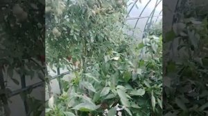 Отзыв о теплице "Воля" спустя 10 лет эксплуатации