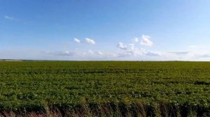 Орловская область . Июль.