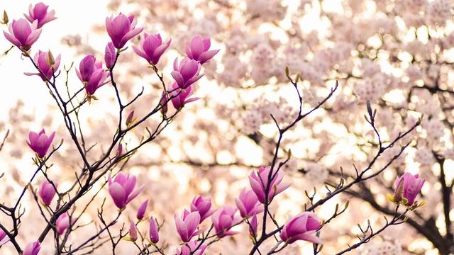 Весенние пейзажи с цветами и природой под классическую музыку | Слайд-шоу из фото весны смотреть онлайн