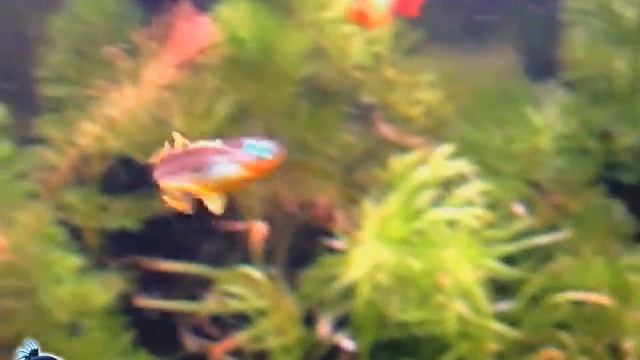 Каким может быть количество рыб в аквариуме? смотреть онлайн