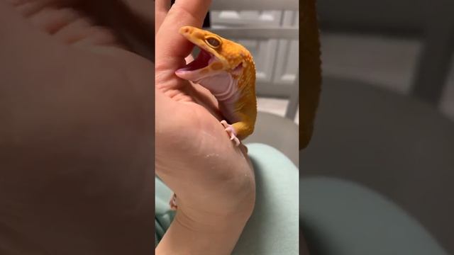 Эублефар кусается как Токи смотреть онлайн