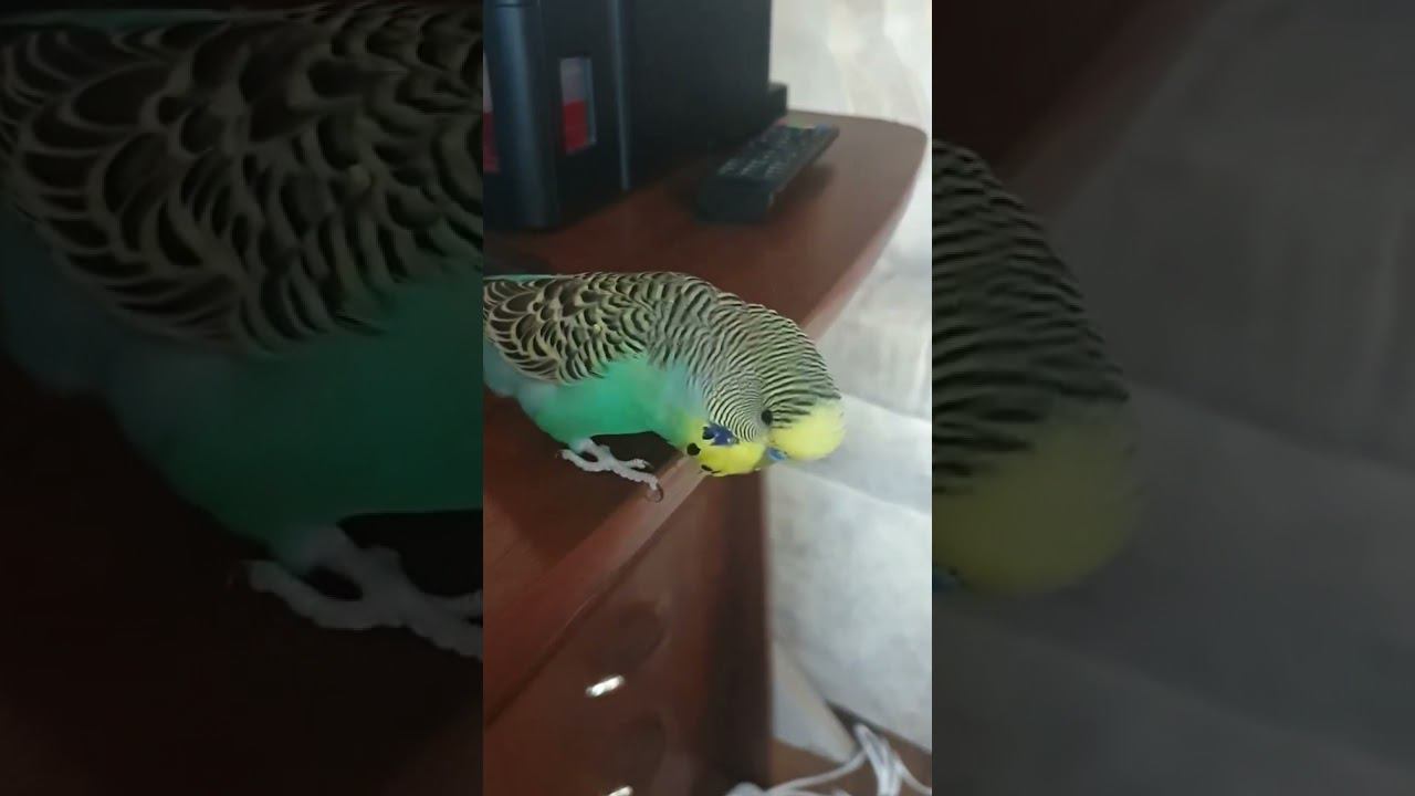 Волнистый попугай хорошо разговаривает, ВЫКОРМЫШ смотреть онлайн