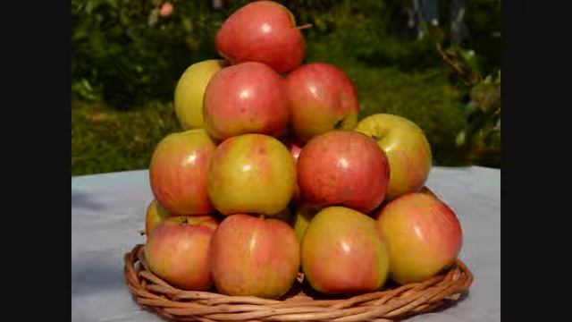 Обзор зимних сортов яблони урожая 2019 г. смотреть онлайн