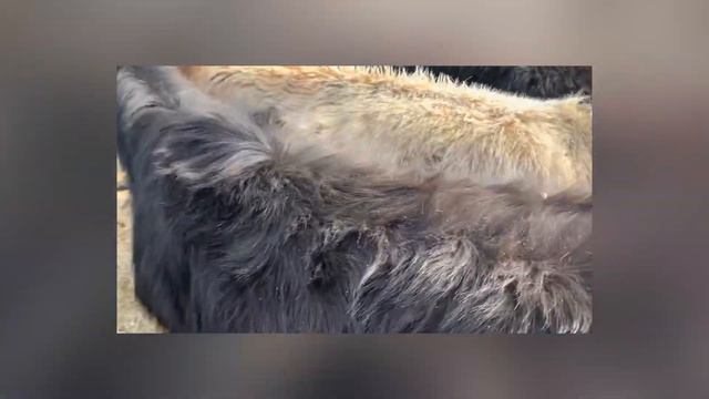 Мал базар, буқалар ,узынағаш,2022.2.13 смотреть онлайн