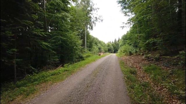 ASMR Black Forest Ride with the inmotion v 8 смотреть онлайн