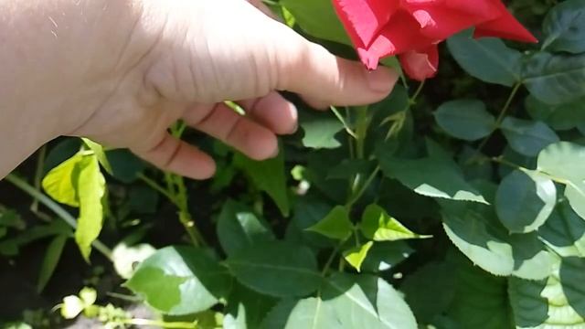 Роза чайно-гибридная Люксор (Luxor) смотреть онлайн