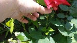 Роза чайно-гибридная Люксор (Luxor)