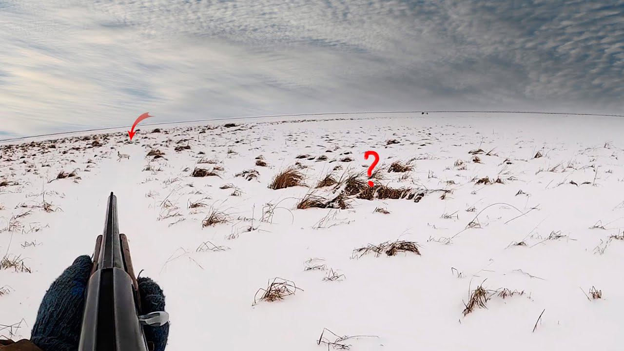 ОХОТА на ЗАЙЦА 2024. Вытропил двоих. смотреть онлайн