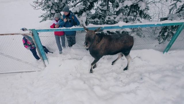 Экскурсия по лосеферме Печоро-Илычского заповедника (2022 г.) смотреть онлайн