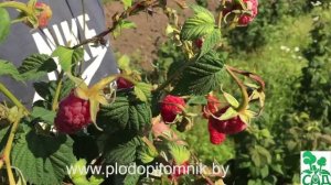 ? Малина сорт Маросейка, плодоношение в 2015 году. ?