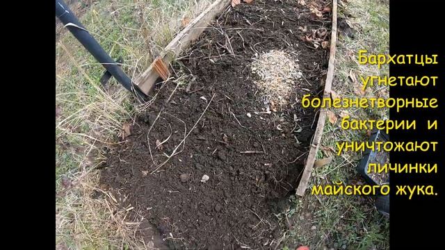 Бархатцы, как  сидерат, инсектицид и фунгицид! #бархатцы #marigold