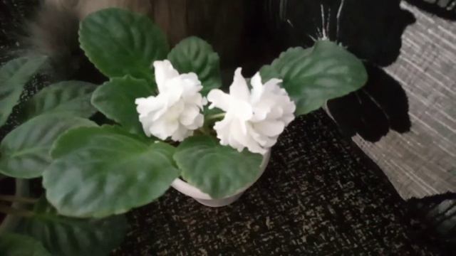 Цветение моих фиалок смотреть онлайн