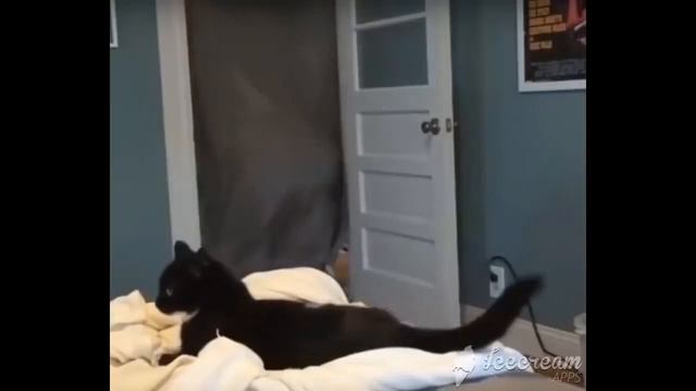 Приколы с животными #7 // Смешные коты с ОЗВУЧКОЙ // ТЕСТ НА ПСИХИКУ 2022 смотреть онлайн