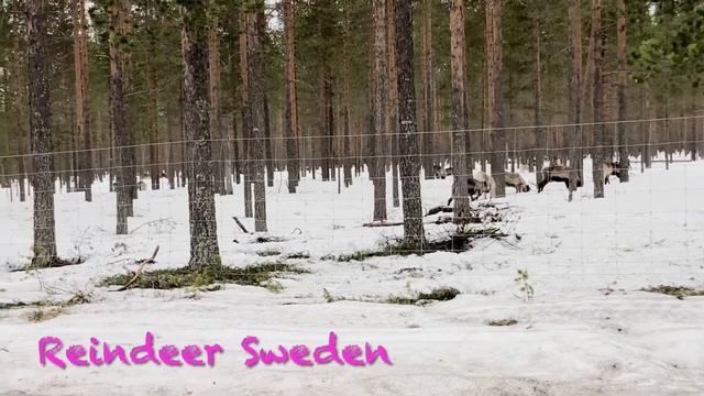The Reindeer (Rangifer Tarandus)