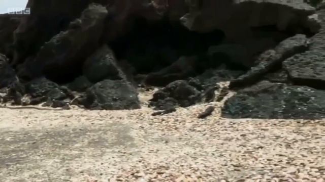 LIZARD ESCAPES SNAKES ? LIKE A BOSS