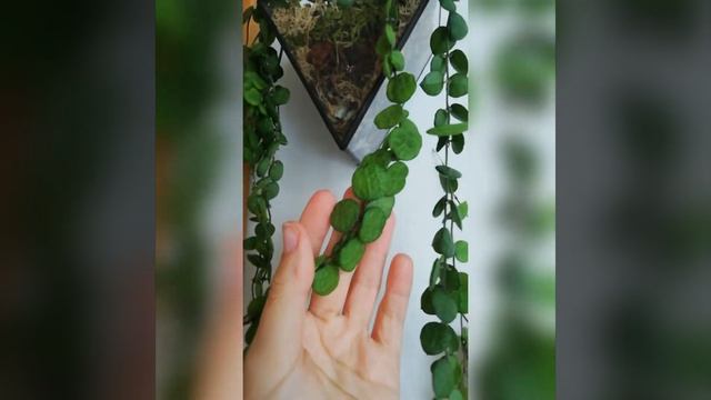 Дисхидия Хирсута смотреть онлайн
