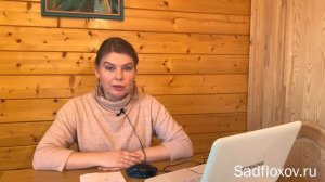 Как и где зимуют флоксы? Зимуют ли флоксы в горшках?