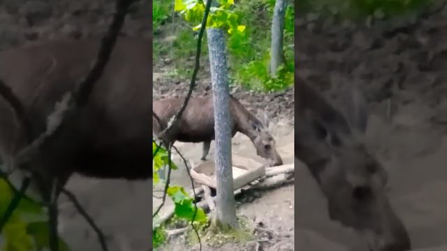 Умный лось смотреть онлайн