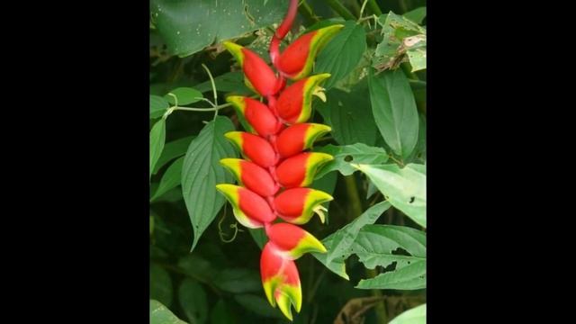 Растения и животные тропиков смотреть онлайн