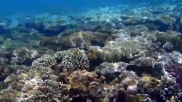 Reef Club Faraana HD смотреть онлайн