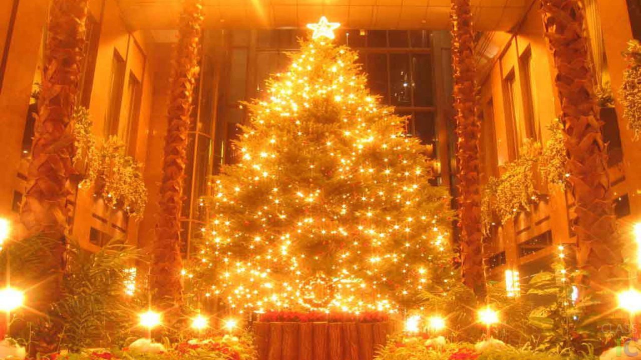 Пушистые фотомодели   *