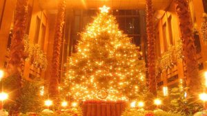 Пушистые фотомодели   *