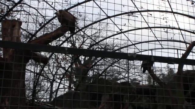 Берлинский зоопарк: белоголовый сип | Berlin Zoogical Garden: Eurasian Griffon смотреть онлайн