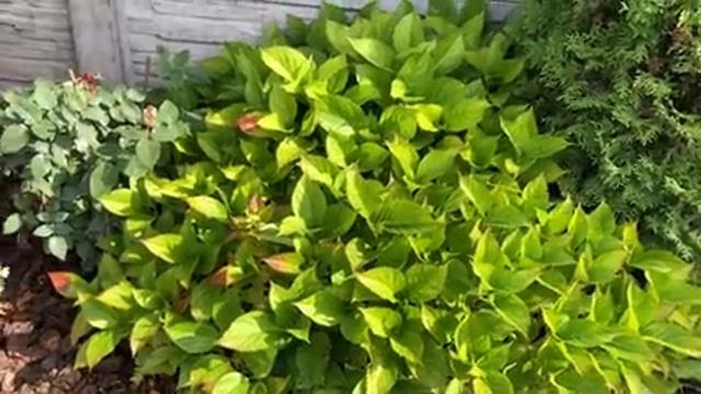 Гортензия метельчатая (сорта,уход) цветение хризантем . Мой осенний сад?сентябрь смотреть онлайн