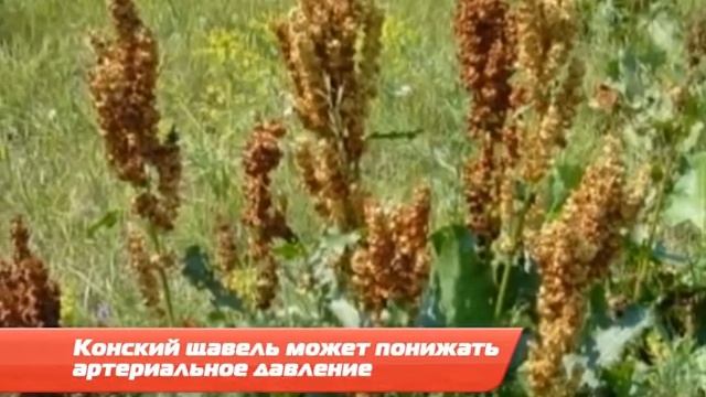 Майн Совет про конский щавель смотреть онлайн