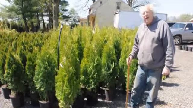 Pyramidal Arborvitae смотреть онлайн