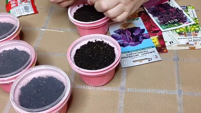 СЕЕМ КОЛЕУС смотреть онлайн