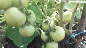 Аптечные таблетки спасут томаты от фитофторы. Эффективные методы