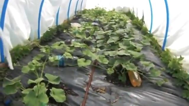 Выращивание Дыни Арбуза Лагенарии ч4 смотреть онлайн