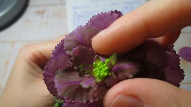 Брассика.Разбор растения.Видеоразбор цветов от Елены Гуреевой. смотреть онлайн