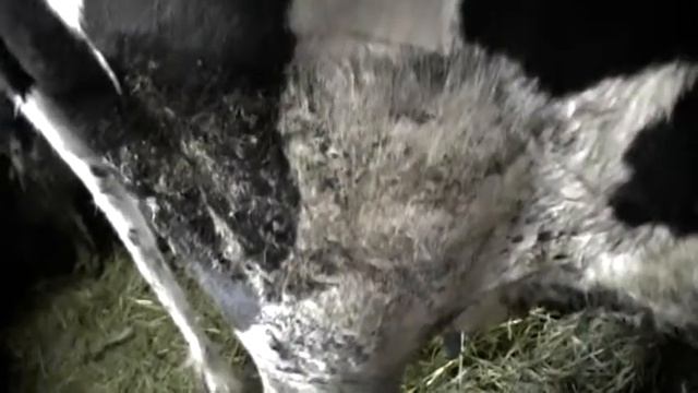 Обеззараживатель сосков для коровы. смотреть онлайн