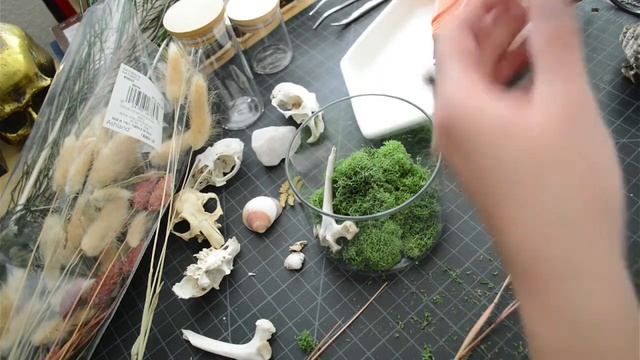 Making A Mortuarium: Mini Bone Display - Prairie Dog Skull Nature Crafts смотреть онлайн