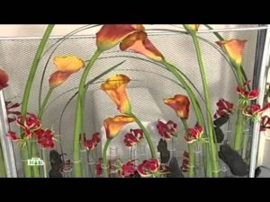 Квартирный вопрос. Уютная гостиная с козетками. Эфир от 2013.01.12