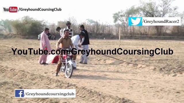 Dhok Gad race #2 | greyhound vs whippet race | greyhound race 2017 смотреть онлайн
