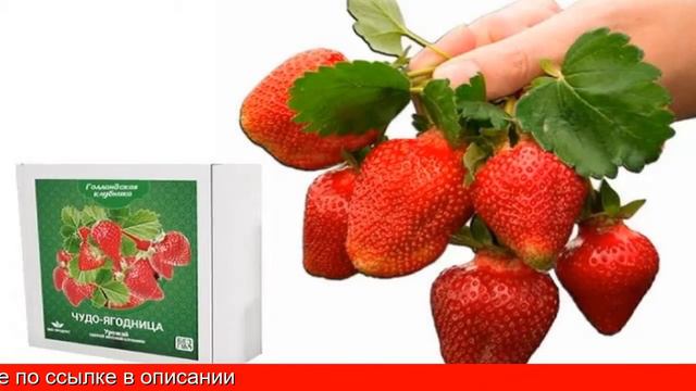 Чудо ягодница голландская клубника смотреть онлайн