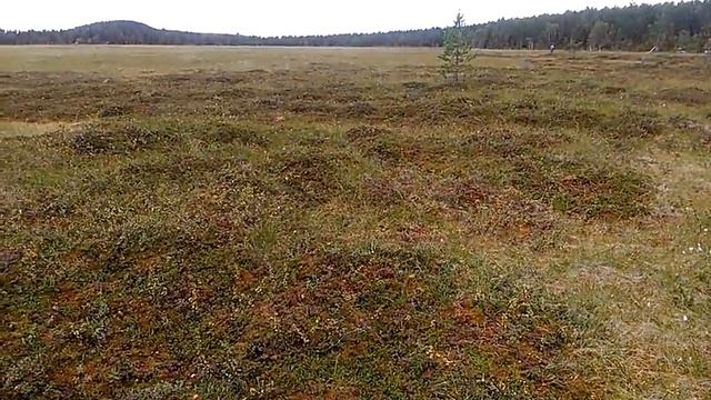 Морошка Швеции. Очередное болото смотреть онлайн